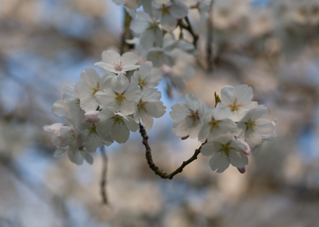 Bluete2_MG_5521