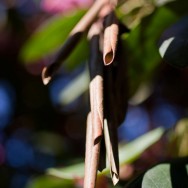 Rhododendron