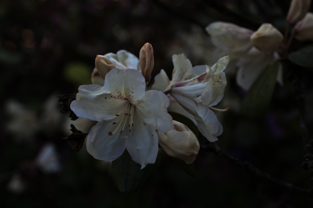 Rhododendron